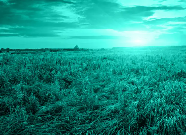 Field full of grass and flowers