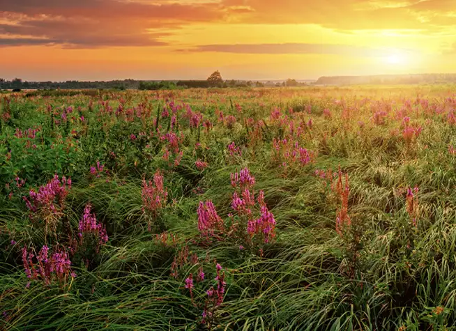 Field full of grass and flowers